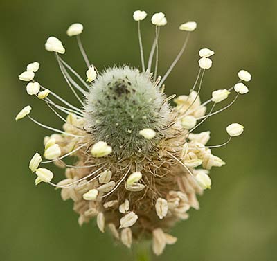 Plantago Lagopus. Llantén menor 