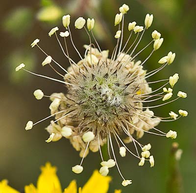 Plantago Lagopus. Llantén menor 