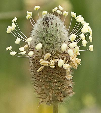 Plantago Lagopus. Llantén menor 