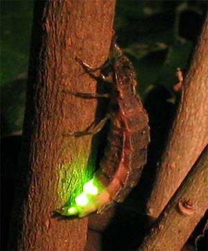 Luciérnaga