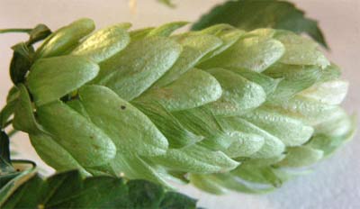 Flor del lúpulo