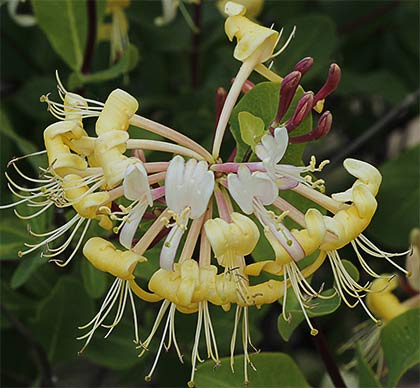Inflorescencia de la madreselva etrusca (Lonicera etrusca)