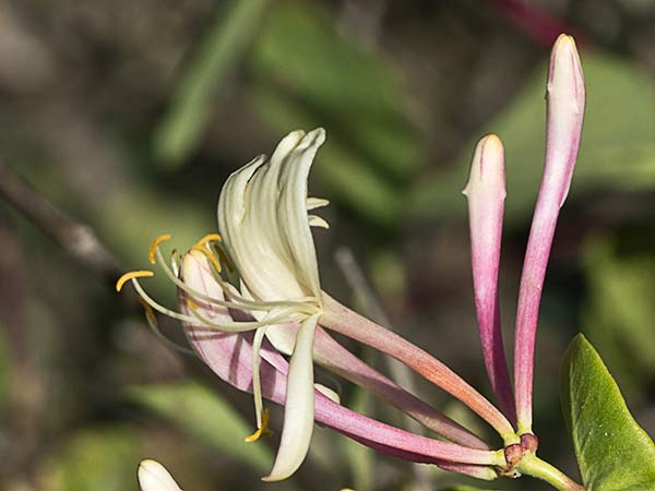 Madreselva Etrusca 6 (Lonicera etrusca)