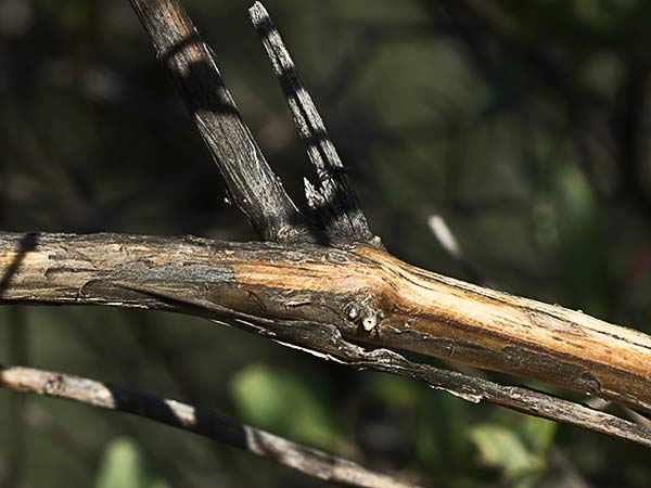 Madreselva Etrusca (Lonicera etrusca)