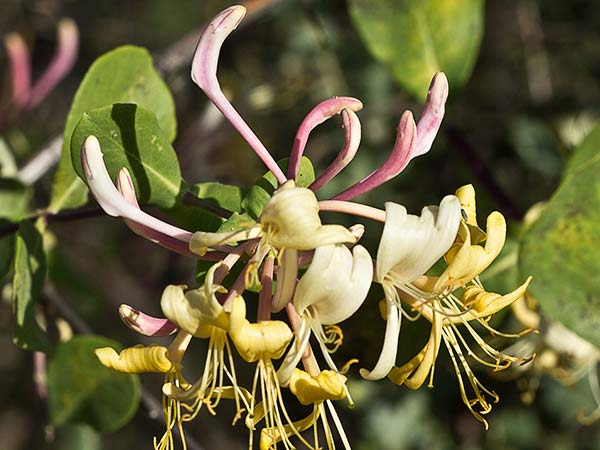 Madreselva Etrusca 7 (Lonicera etrusca)