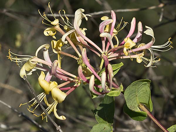Madreselva Etrusca 9 (Lonicera etrusca)