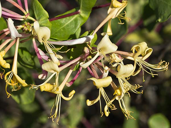 Madreselva Etrusca 10 (Lonicera etrusca)