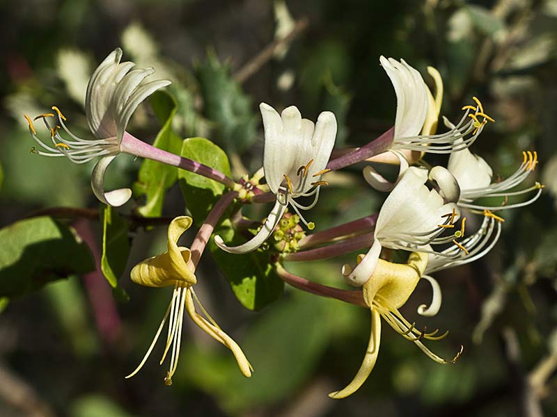 Madreselva Etrusca (Lonicera etrusca)