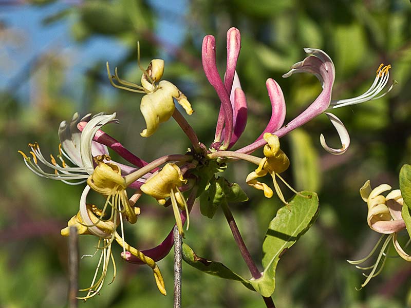 Madreselva Etrusca (Lonicera etrusca)