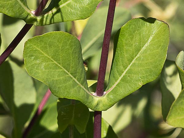 Madreselva Etrusca (Lonicera etrusca)