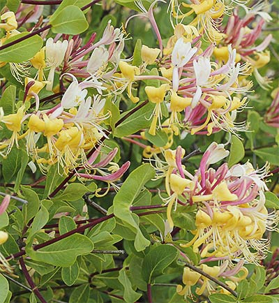 Mata de madreselva etrusca (Lonicera etrusca)