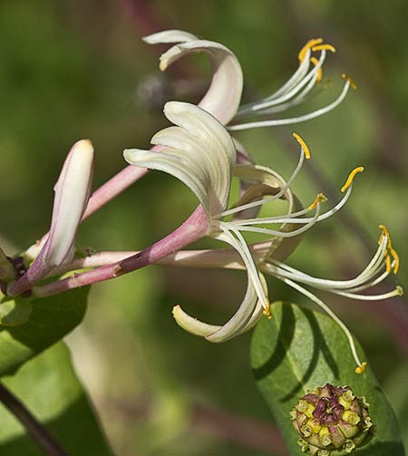 Otra inflorescencia de la madreselva etrusca (Lonicera etrusca)