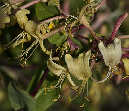 Madreselva Etrusca (Lonicera etrusca)