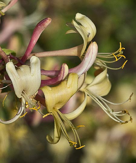 Madreselva Etrusca 3 (Lonicera etrusca)