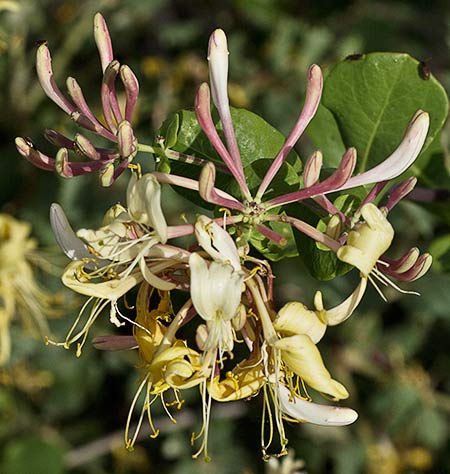 Madreselva Etrusca 4 (Lonicera etrusca)