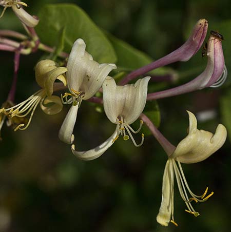 Madreselva Etrusca 5 (Lonicera etrusca)