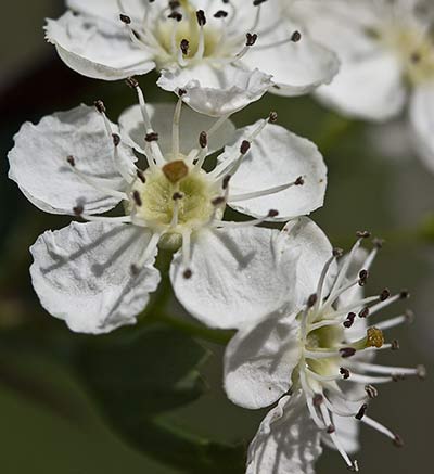 Majoletero (Crataegus monogyna)