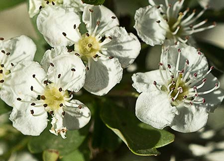 Majoletero (Crataegus monogyna)