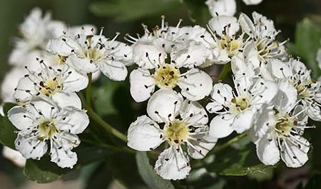 Majoletero (Crataegus monogyna)