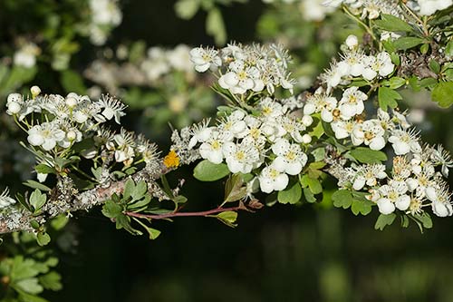 Majoletero (Crataegus monogyna)