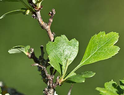 Majoletero (Crataegus monogyna)