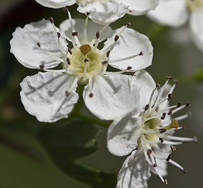 Majoletero (Crataegus monogyna)
