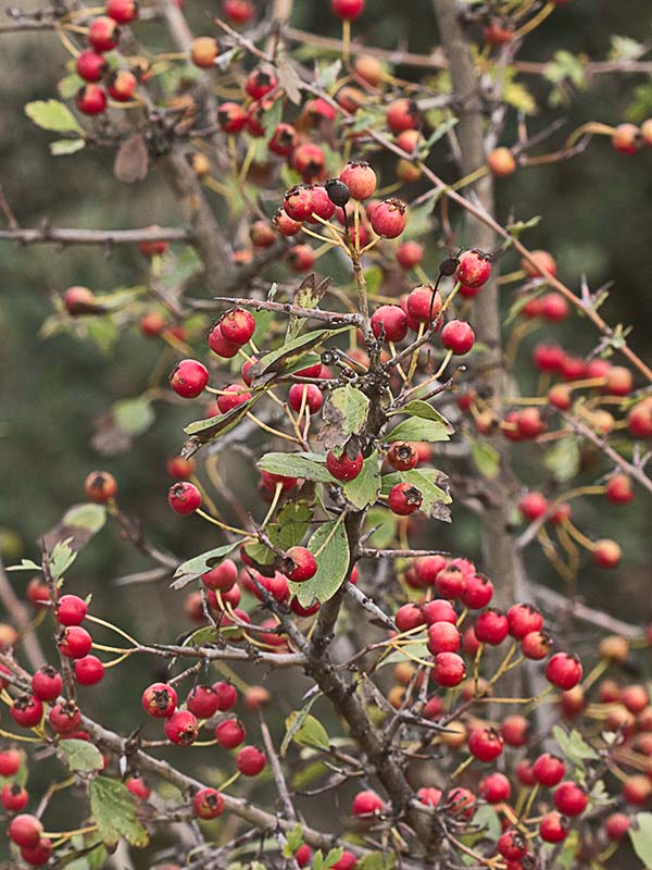 Majoletero (Crataegus monogyna)