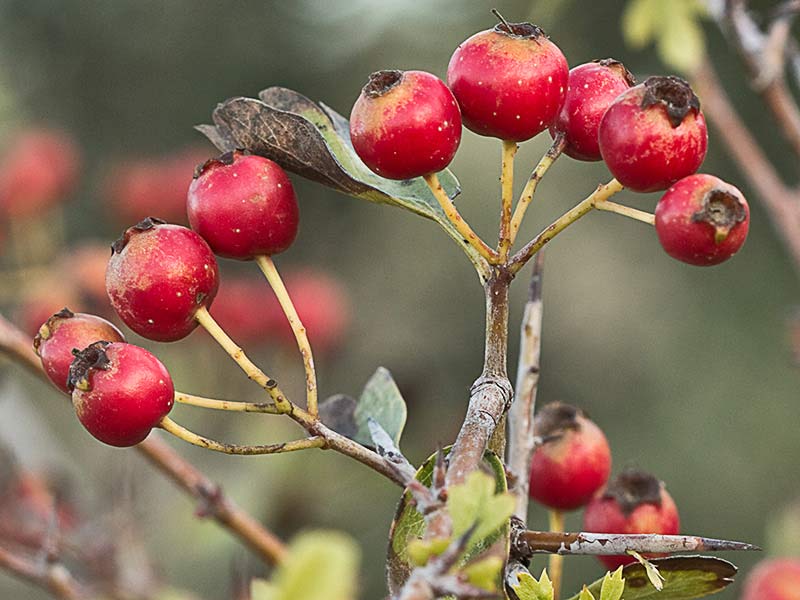 Majoletero (Crataegus monogyna)