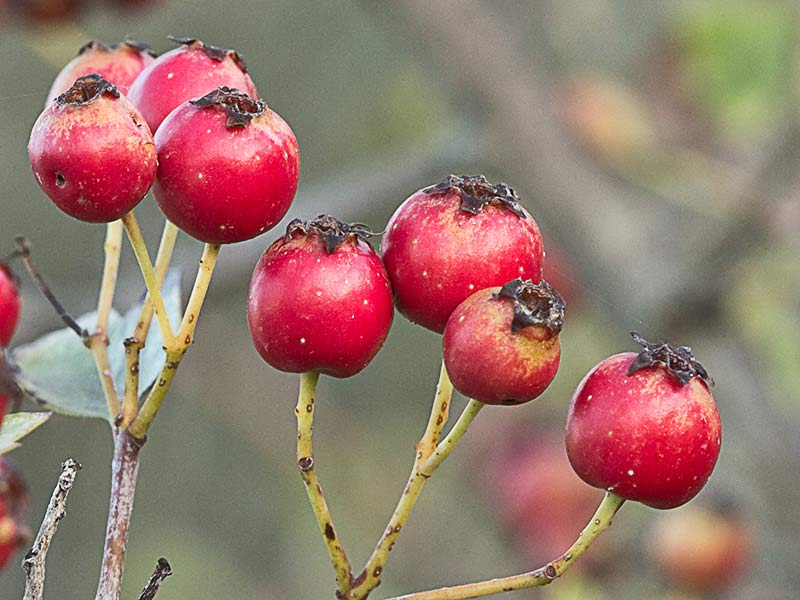 Majoletero (Crataegus monogyna)