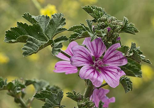 Malva sylvestris
