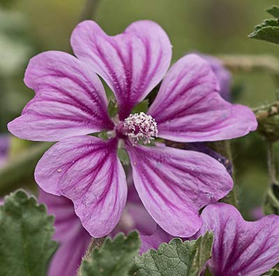 Malva sylvestris