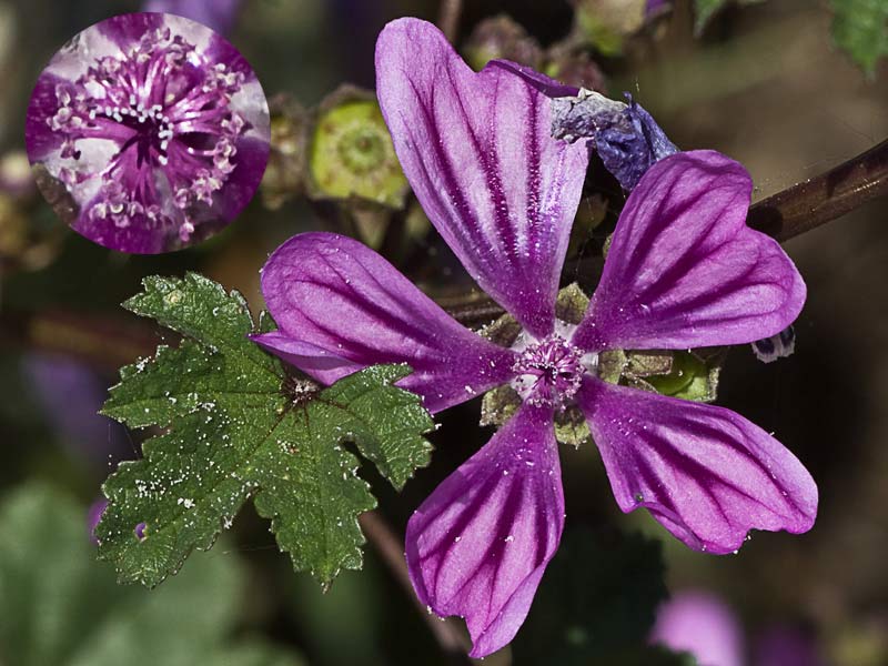 Flor de la malva