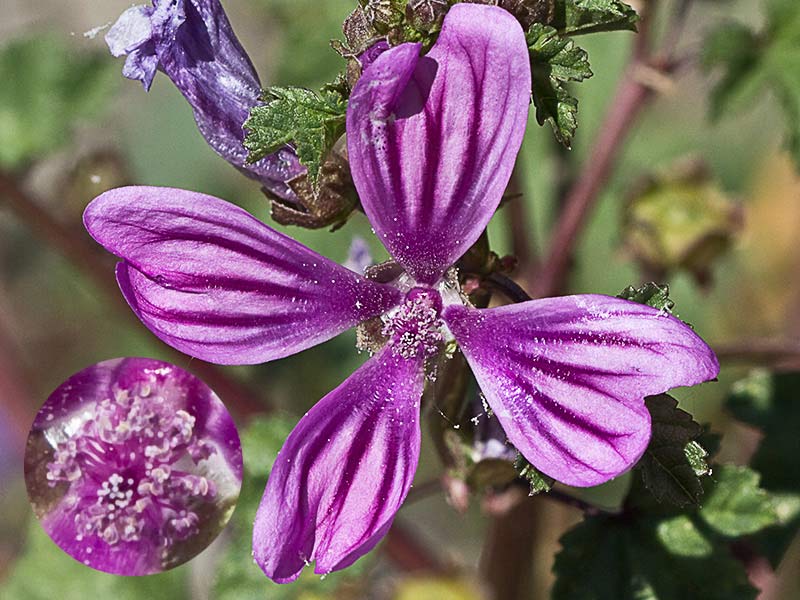 Flor de Malva