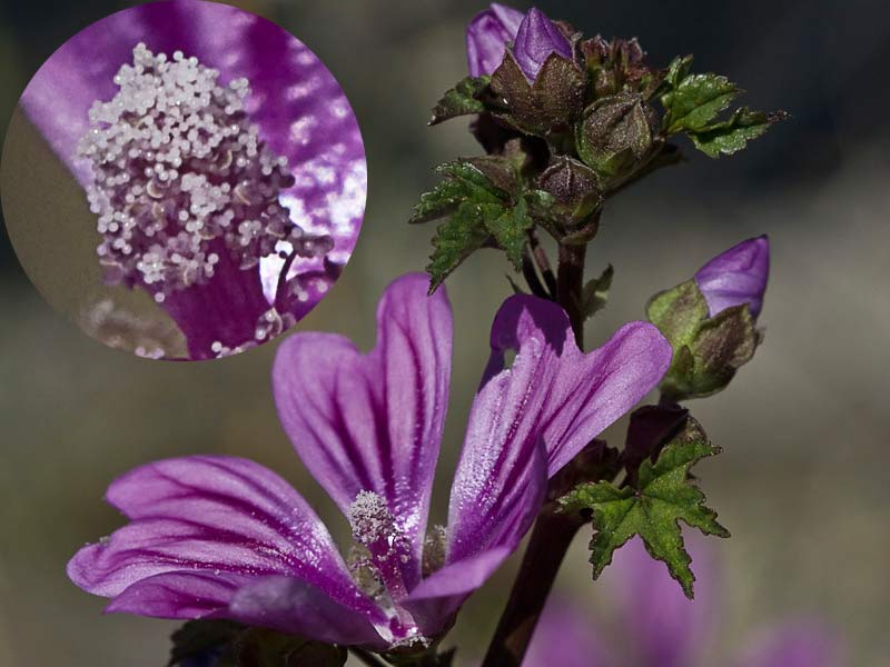 Malva sylvestris