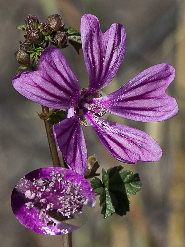 Malva sylvestris