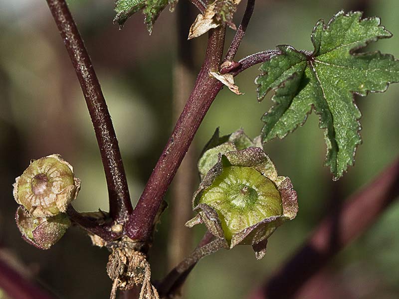 Malva sylvestris