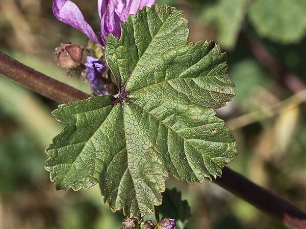 Malva sylvestris