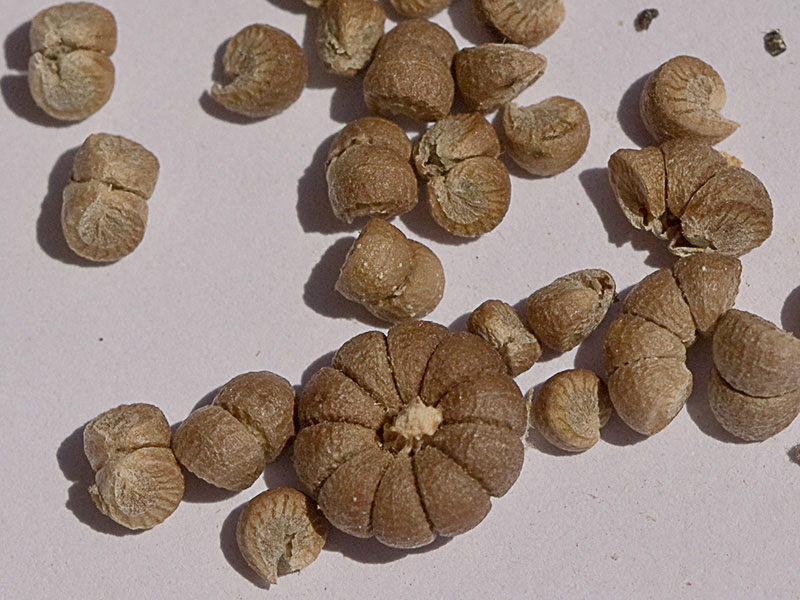Semillas de Malva sylvestris