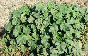 Mata de Malva