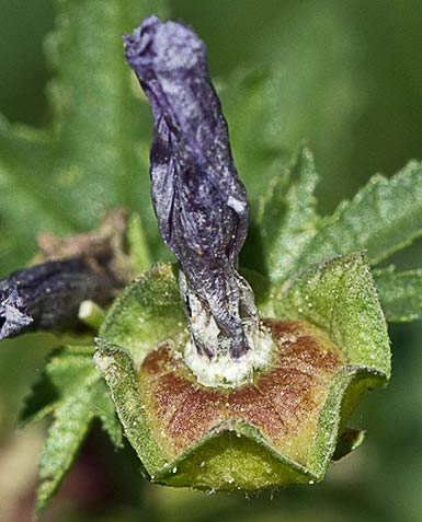Fruto de la malava a punto de perder los pétalos (Malva sylvestris)