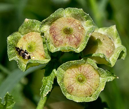 Fruto de la malva (panecitos) (Malva sylvestris)