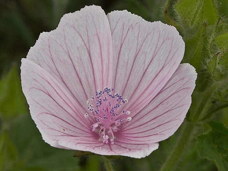 Flor de malva hispánica