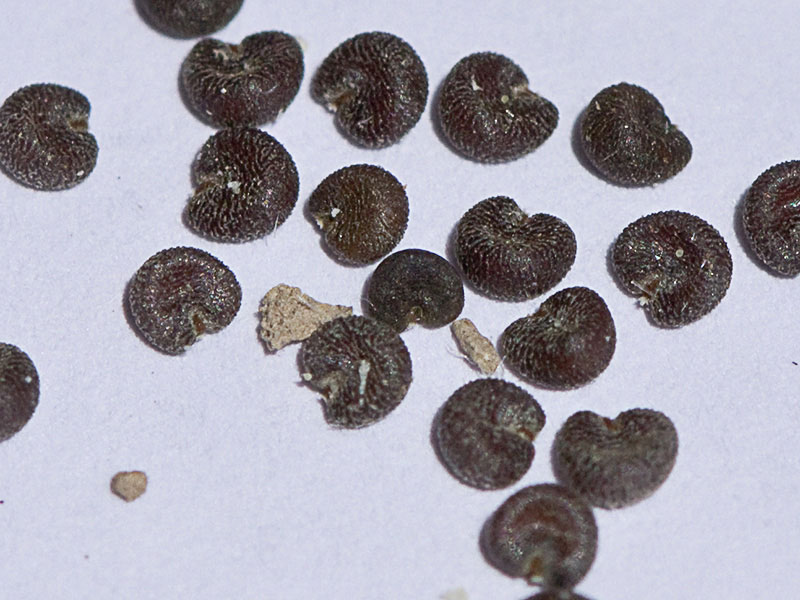 Semillas de malva hispánica