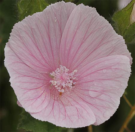 Flor de la malva hispánica