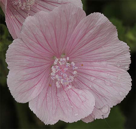 Malva blanca