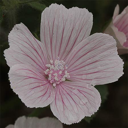 Flor de malva hispánica