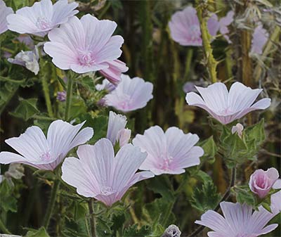 Flores de la malva hispánica