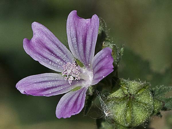 Malva multiflora