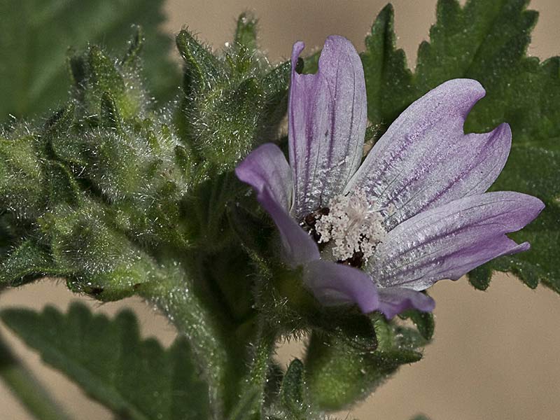 Malva multiflora