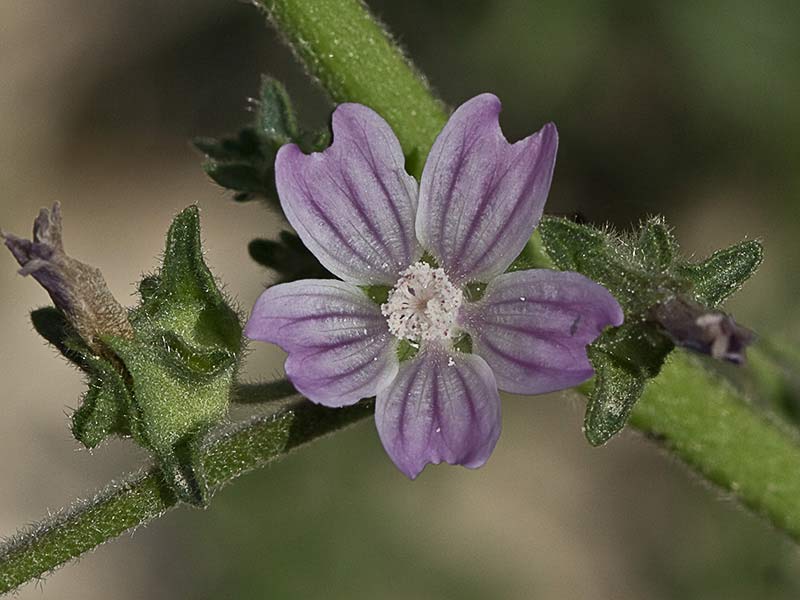 Malva multiflora